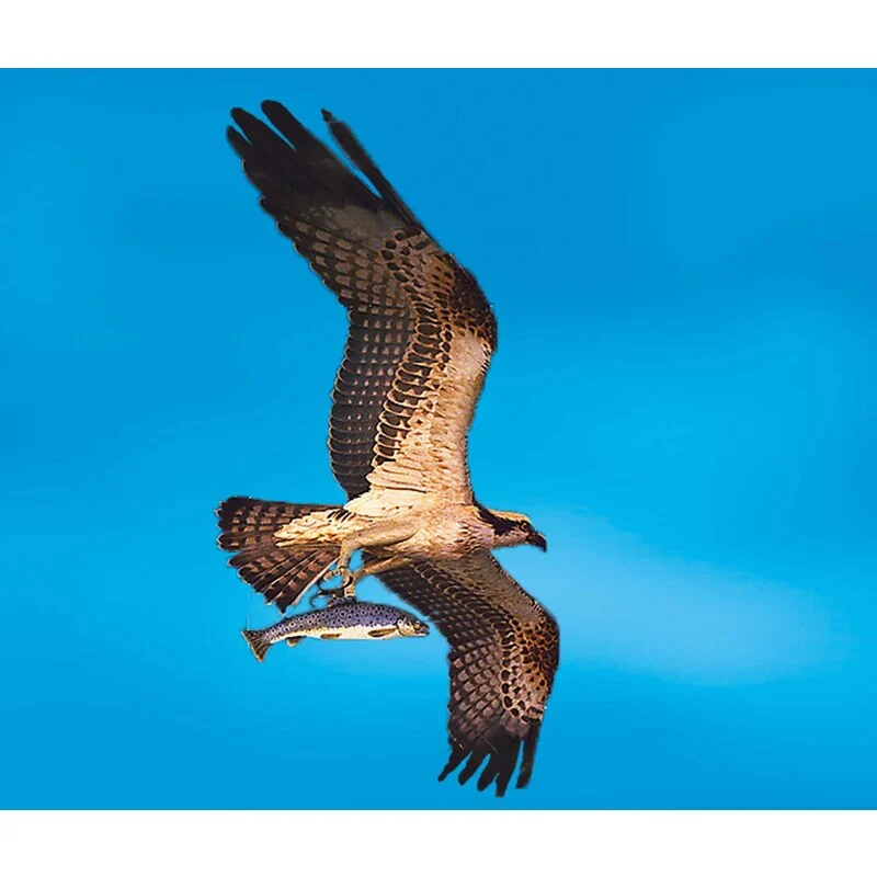 SCHREIBER-BOGEN Maquette Carton Balbuzard 1 SCHREIBER-BOGEN Maquette Carton Balbuzard